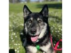 Adopt Simone a German Shepherd Dog
