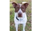 Adopt Ember a Cattle Dog, Mixed Breed