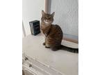 Adopt Cinnamon a Domestic Short Hair, Tabby