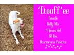 Adopt 'Etouff'ee a American Staffordshire Terrier