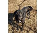 Adopt Piper a Black Labrador Retriever, Pit Bull Terrier