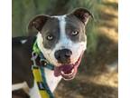 Adopt BEA a Pit Bull Terrier