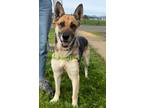 Adopt Samantha a German Shepherd Dog