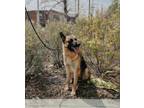 Adopt LETTI a German Shepherd Dog