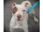 Adopt ZOE a Pit Bull Terrier