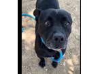 Adopt BIJOU a Staffordshire Bull Terrier