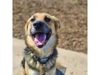 Adopt Tris a German Shepherd Dog