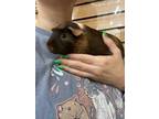 Adopt Summer Evening a Guinea Pig