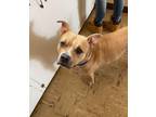 Adopt Sailor Moon a Pit Bull Terrier