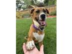 Adopt Frijoles a Boxer