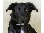 Adopt Shelly a Pointer, Labrador Retriever