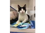 Adopt SASSY a Domestic Short Hair