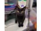 Adopt Hors d'oeuvres a Domestic Short Hair