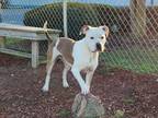 Adopt QUEEN a Pit Bull Terrier, Mixed Breed