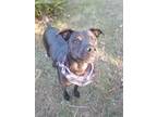 Adopt Zippy a Labrador Retriever