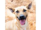 Adopt Callie a Labrador Retriever, German Shepherd Dog