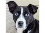 Adopt Dazzle a Border Collie, Cattle Dog