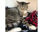 Adopt Greta a Domestic Short Hair