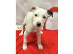 Adopt Yenn a Mixed Breed