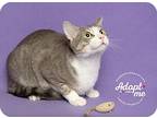Calvin, Domestic Shorthair For Adoption In Pearland, Texas