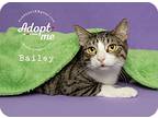 Bailey, Domestic Shorthair For Adoption In Pearland, Texas