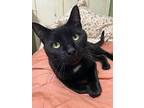 Stitch, Domestic Shorthair For Adoption In Lake Grove, New York