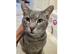 Mister, American Shorthair For Adoption In National City, California