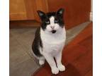 Cielo, Domestic Shorthair For Adoption In New York, New York
