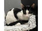 Nilo, Domestic Shorthair For Adoption In New York, New York