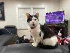 Waylon, Domestic Shorthair For Adoption In Kettering, Ohio