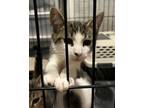 Silver, Domestic Shorthair For Adoption In New York, New York