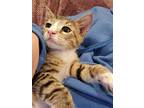 Squirrel, Domestic Shorthair For Adoption In Anaheim, California