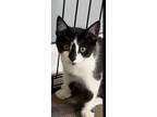 Dale, Domestic Shorthair For Adoption In Clarksville, Tennessee