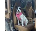 Adopt Aimee a Cattle Dog, Boxer