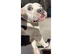 Hank, American Pit Bull Terrier For Adoption In Yuba City, California