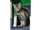 Adopt Star and Butterfly a Domestic Medium Hair