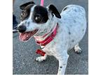 Adopt Me!, Jack Russell Terrier For Adoption In San Marcos, California