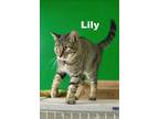 Adopt Lily a Tabby