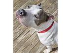 Willow, American Staffordshire Terrier For Adoption In Virginia Beach, Virginia