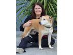 Toby Von Bravo, Labrador Retriever For Adoption In Los Angeles, California