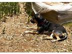 Rosie, Labrador Retriever For Adoption In Bergheim, Texas