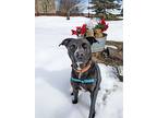 Izzabella, Staffordshire Bull Terrier For Adoption In Pagosa Springs, Colorado