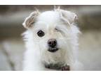 Marilyn Monroe, Terrier (unknown Type, Small) For Adoption In Van Nuys
