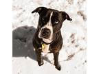Rambo, Terrier (unknown Type, Medium) For Adoption In Virginia Beach, Virginia