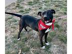 Bingo, American Staffordshire Terrier For Adoption In New York, New York