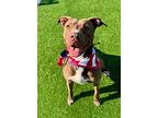 Chaka, American Staffordshire Terrier For Adoption In New York, New York