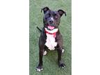 Dip, American Staffordshire Terrier For Adoption In Cleveland, Ohio