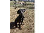 Devo, Terrier (unknown Type, Medium) For Adoption In Ola, Arkansas