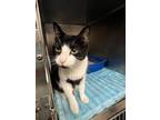 Juno, Domestic Shorthair For Adoption In Jamestown, New York