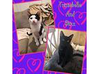 Trixiebelle And Binx, Domestic Shorthair For Adoption In Woodmere, New York